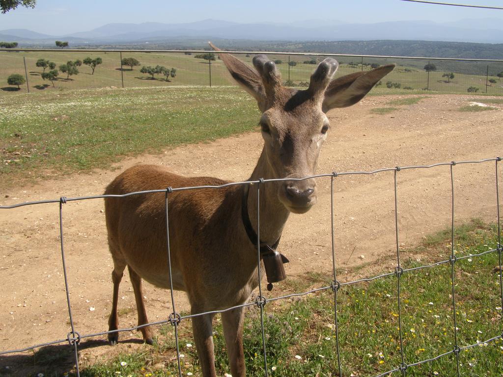 Casa Rural La Sierra De Monfraguee Malpartida De Plasencia Ngoại thất bức ảnh